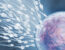 natural supplement can support male fertility